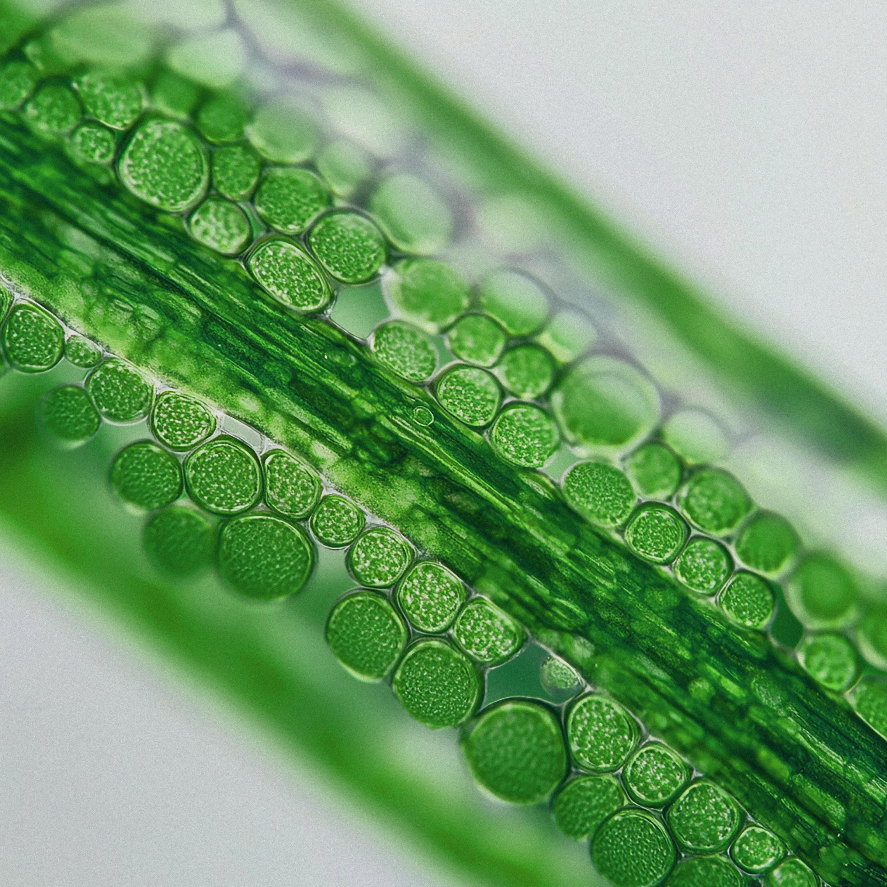 AD_RHEALBA-OAT_ACTIVE-INGREDIENT_2026 NEW PLATFORM_FULL-FRAME_10-2025_JPG